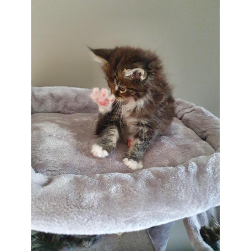 Maine coon kittens