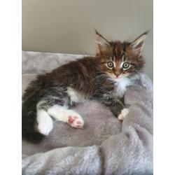 Maine coon kittens