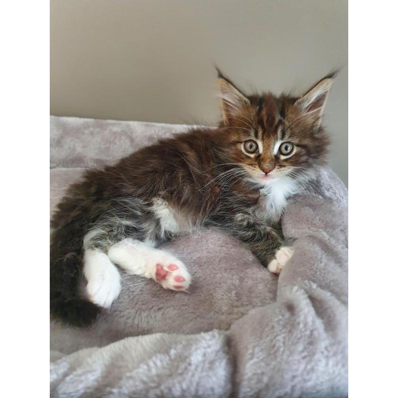 Maine coon kittens