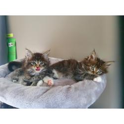 Maine coon kittens