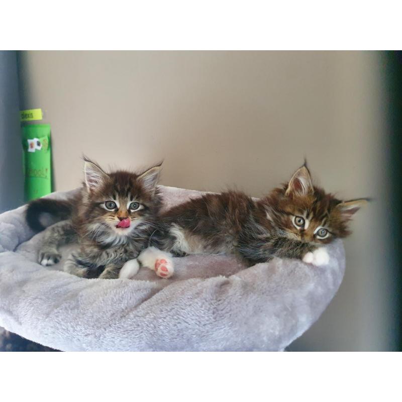 Maine coon kittens
