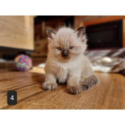 Ragdoll Kitten