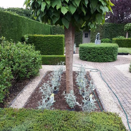 Buddleja 'Silver Anniversary' ('Morning Mist' ®)