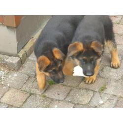 Te koop duitse  herder  Puppy.s  met stamboom