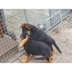 Te koop duitse  herder  Puppy.s  met stamboom