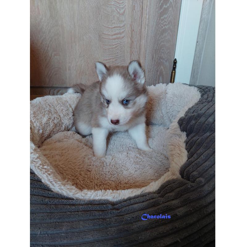 Prachtige pomsky puppys