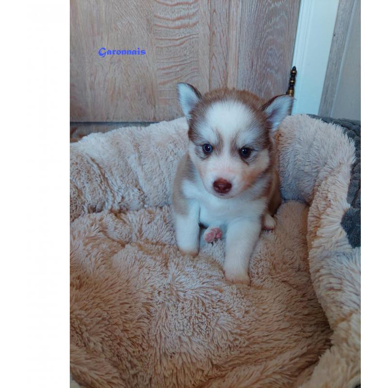 Prachtige pomsky puppys