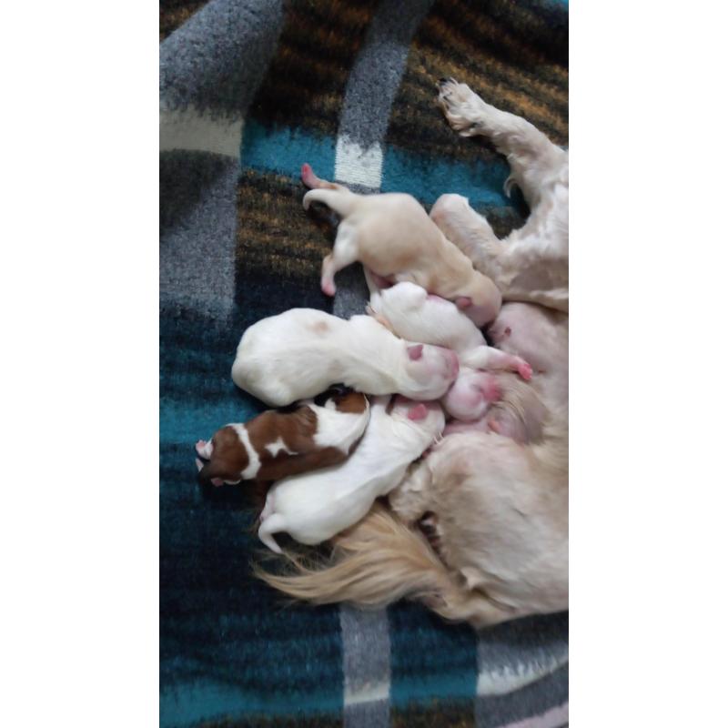 Shih Tzu