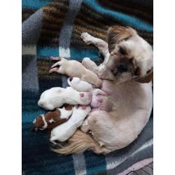 Shih Tzu