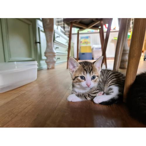 Mooie kitten (poes)
