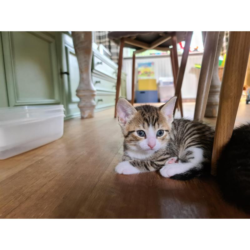 Mooie kitten (poes)