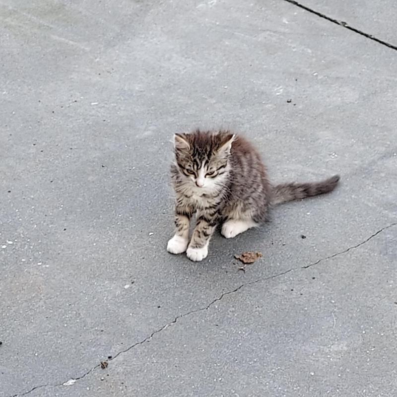 katjes te koop