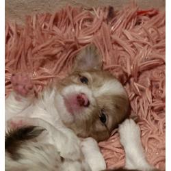 prachtige chihuahua reutjes uit pl vrije lijnen