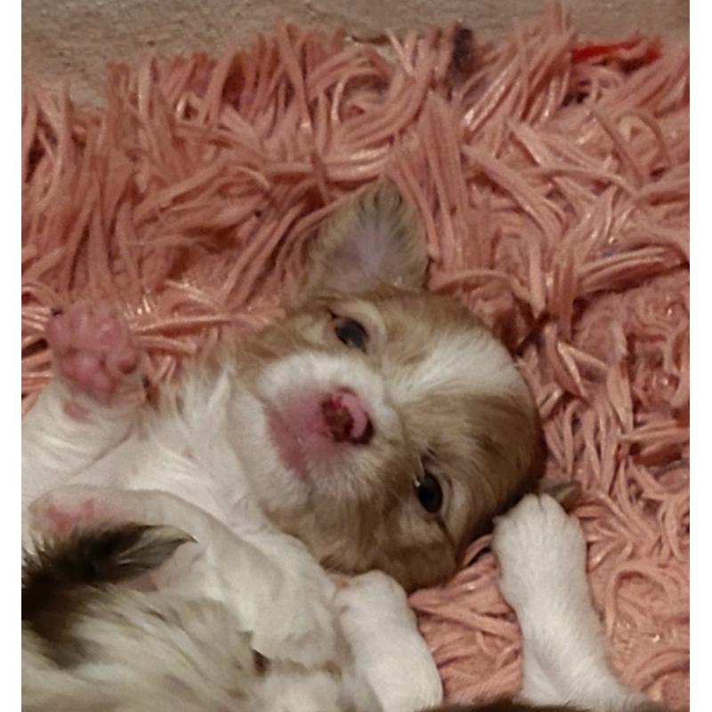 prachtige chihuahua reutjes uit pl vrije lijnen