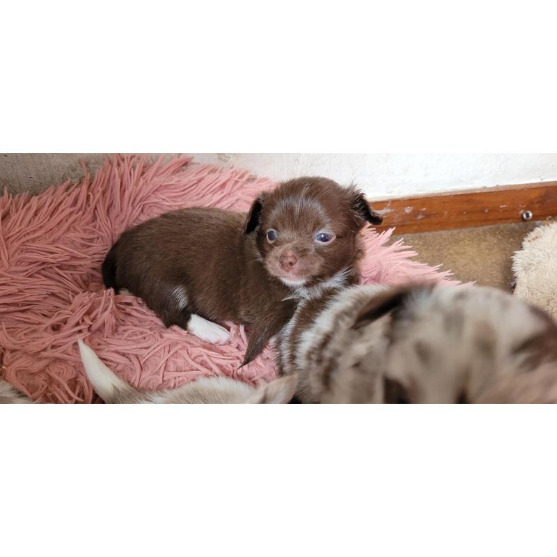 prachtige chihuahua reutjes uit pl vrije lijnen