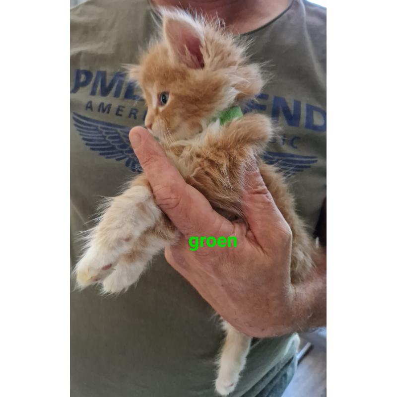 5 mooie 100%mainecoon kittens te koop
