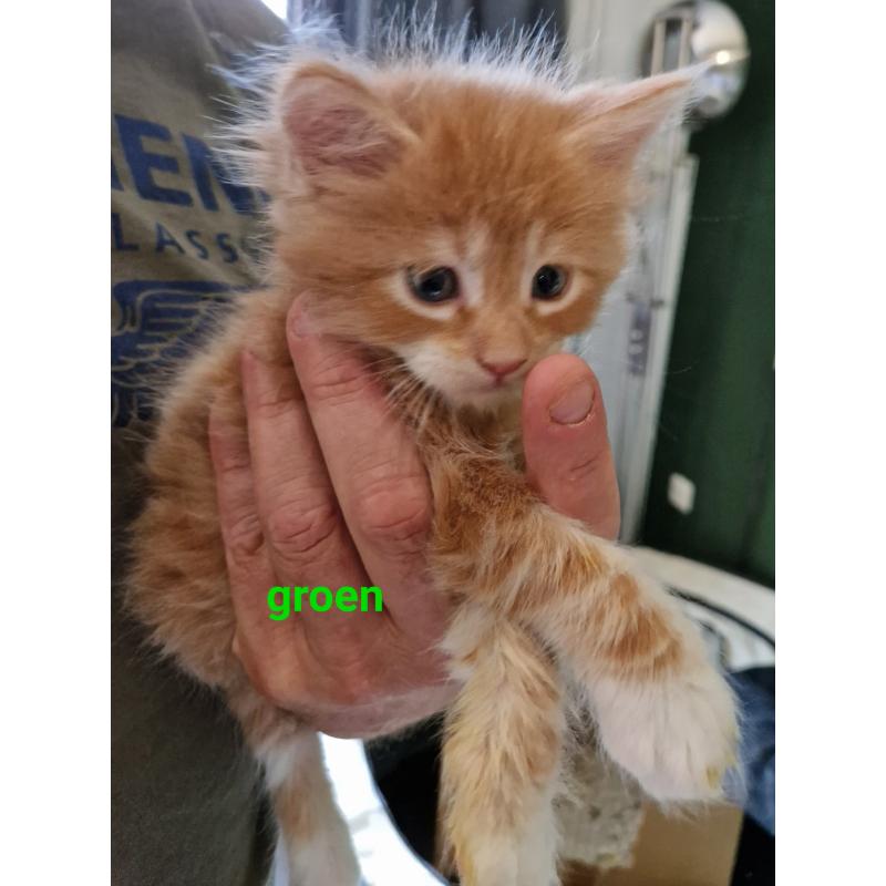 5 mooie 100%mainecoon kittens te koop