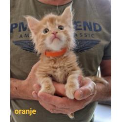 5 mooie 100%mainecoon kittens te koop