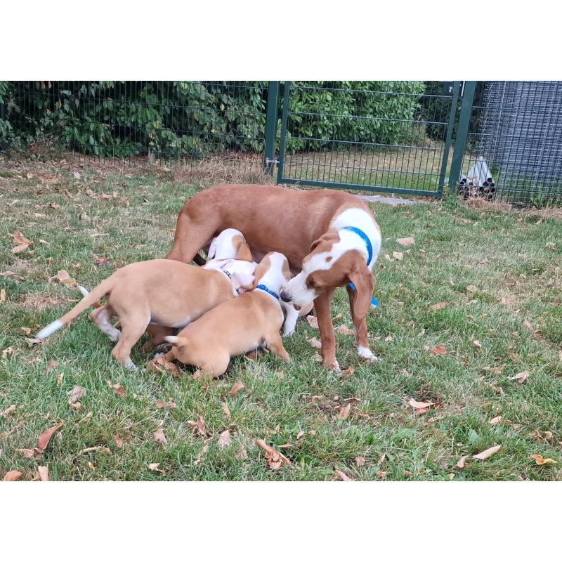 Posavina Brak pups (Posavski Gonic)