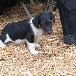 2 jack russell pups 8 weeken