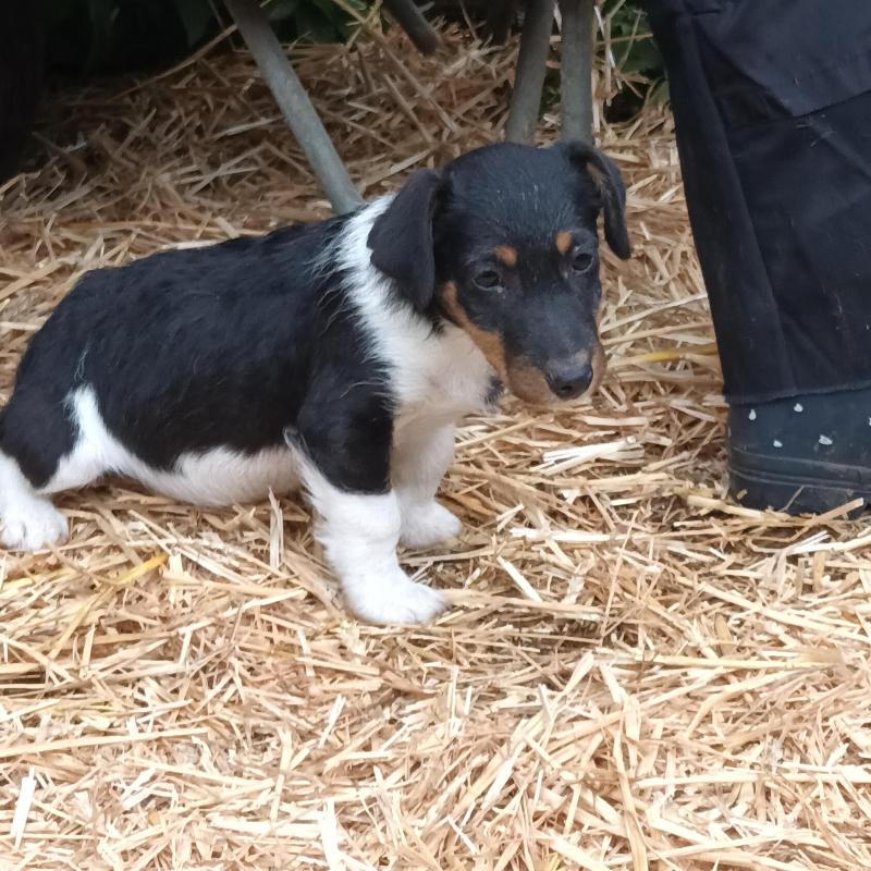 2 jack russell pups 8 weeken