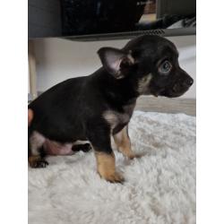 Chihuahua pups
