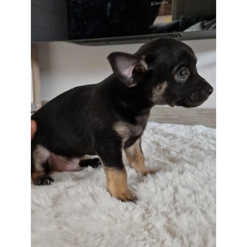 Chihuahua pups