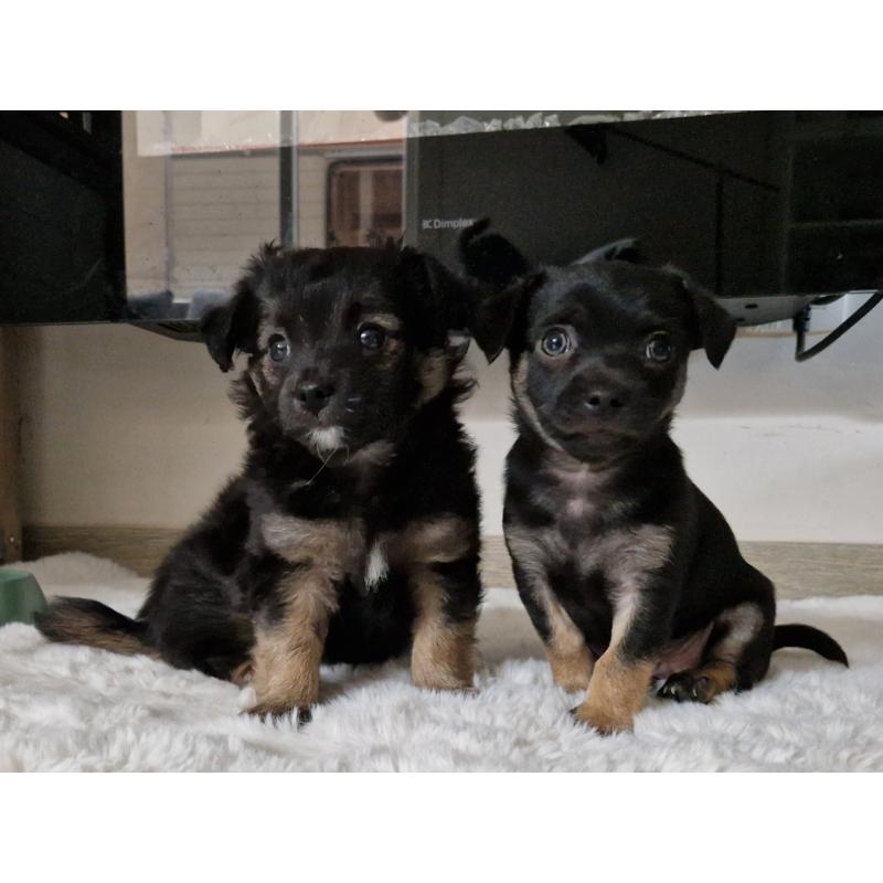 Chihuahua pups