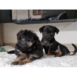 Chihuahua pups