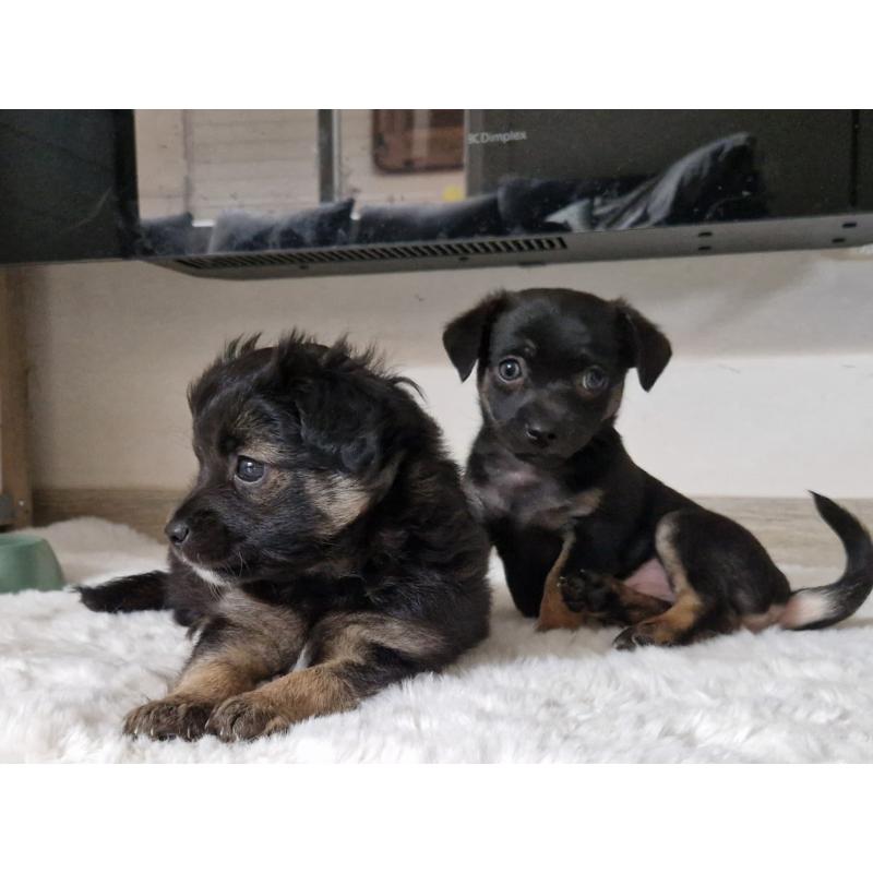 Chihuahua pups