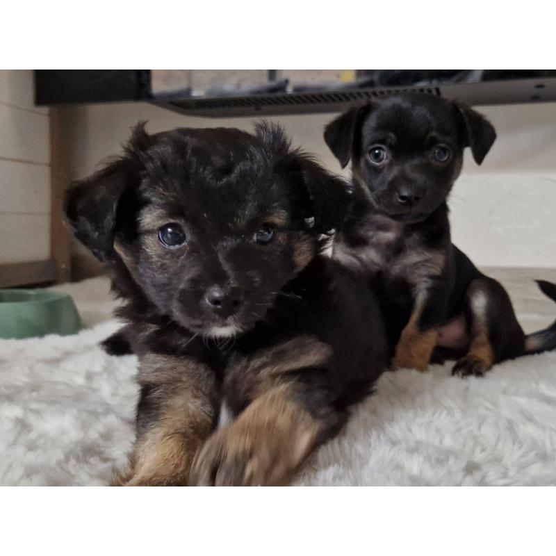 Chihuahua pups