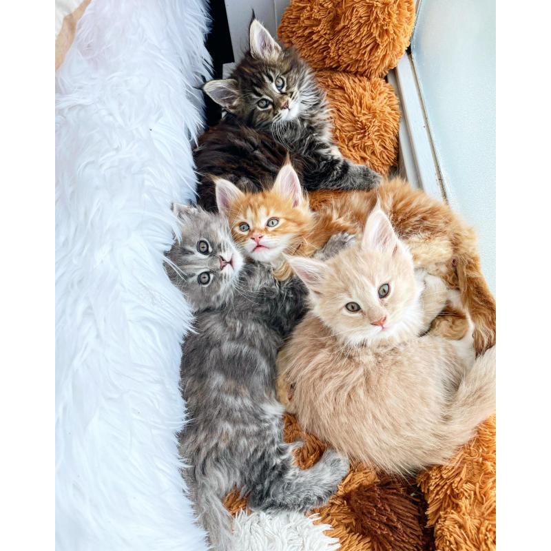 Maine Coon kitten