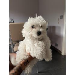 Mini maltezer