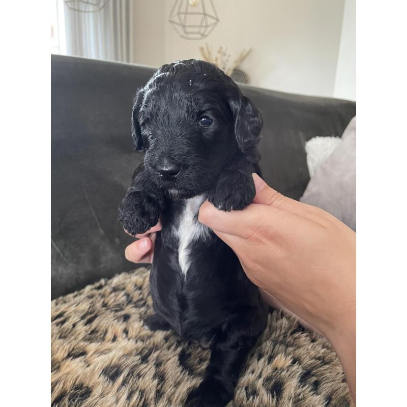 Te koop, prachtige labradoodle pups
