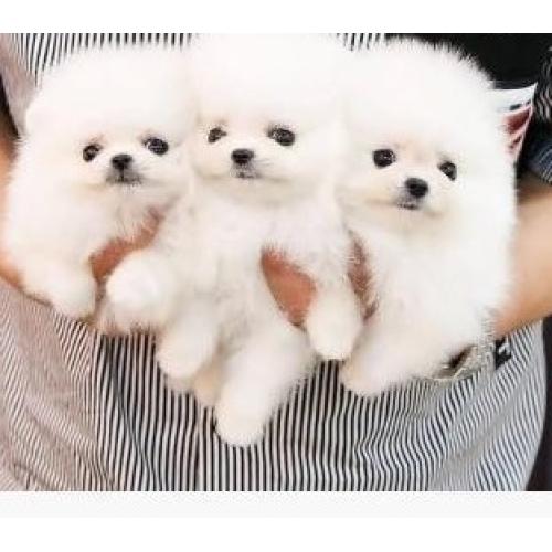 Raszuivere Pomeriaan pups