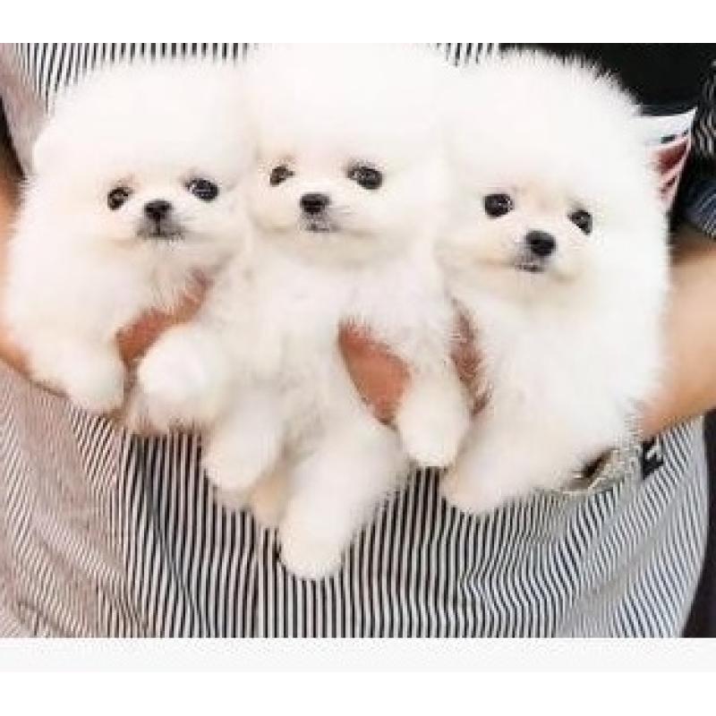 Raszuivere Pomeriaan pups