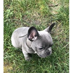 Schatige blauwe Franse bulldog met stamboom