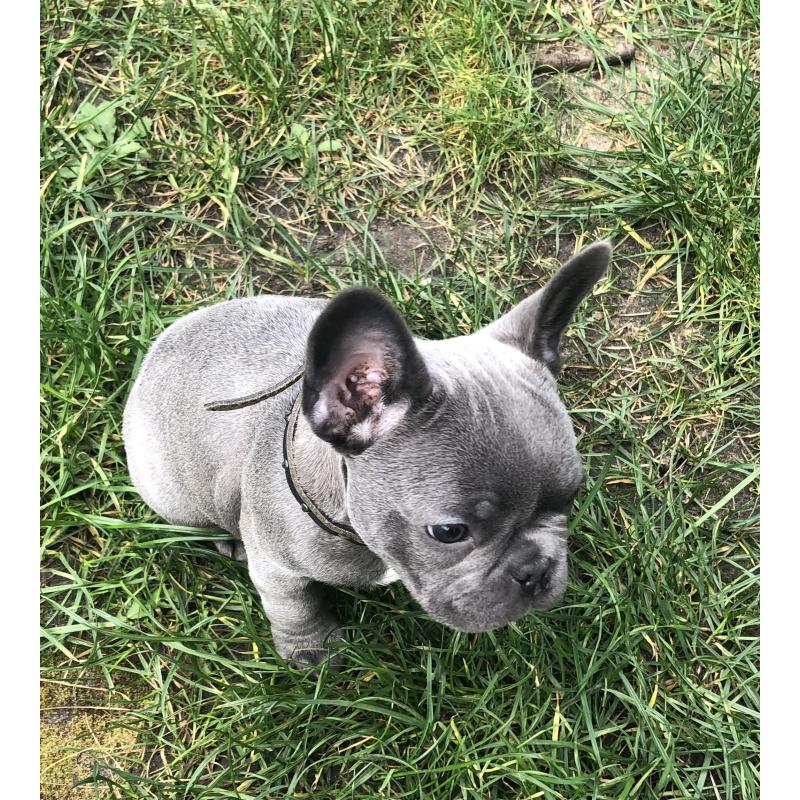 Schatige blauwe Franse bulldog met stamboom