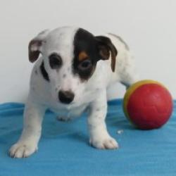 Jack Russell - Belgische pups te koop