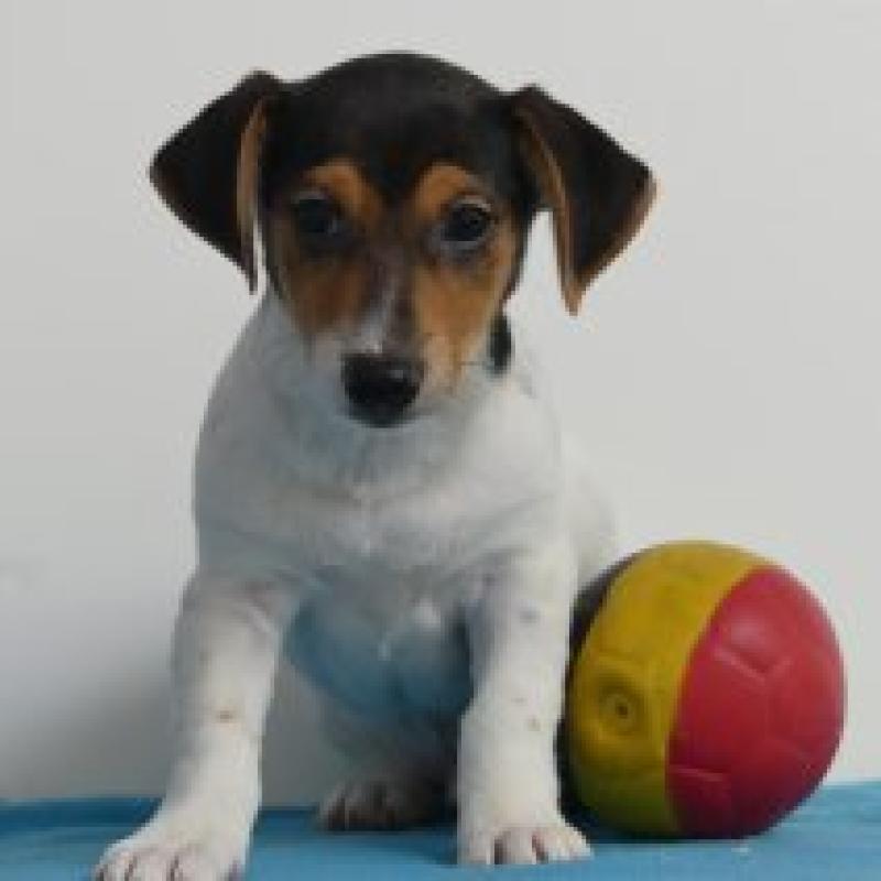 Jack Russell - Belgische pups te koop