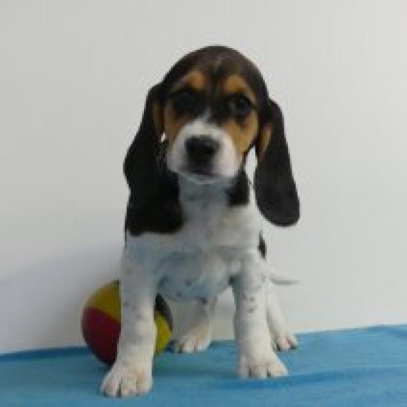 Beagle - Belgische pups te koop