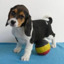 Beagle - Belgische pups te koop