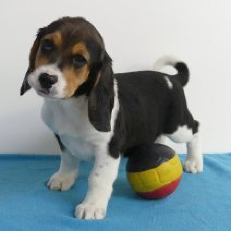 Beagle - Belgische pups te koop