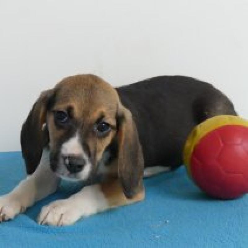 Beagle - Belgische pups te koop