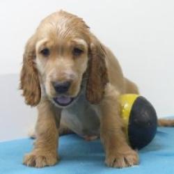 Engelse Cocker - Belgische pups
