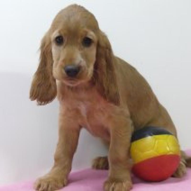 Engelse Cocker - Belgische pups