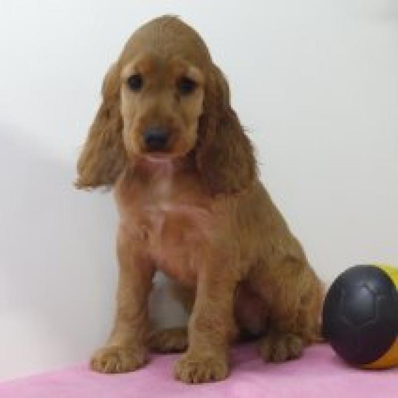 Engelse Cocker - Belgische pups