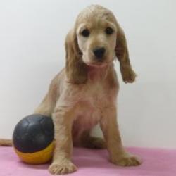 Engelse Cocker - Belgische pups