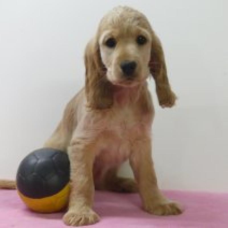 Engelse Cocker - Belgische pups