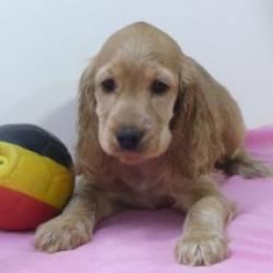 Engelse Cocker - Belgische pups